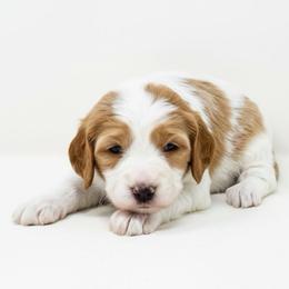 Sprinkles - Red female Cavapoo puppy in Columbus, Montana from Comfort Doodle