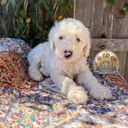 Sleepy - Apricot male Goldendoodle puppy in Sanger, California from Delta Doodless