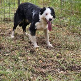 Stitch - Border Collie