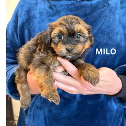 MILO - Red sable male Havanese puppy in Fielding, Utah from LUCKY HAVANESE