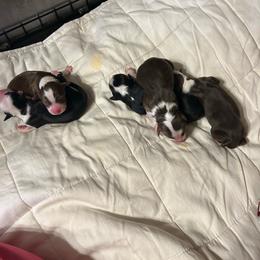 Miniature Australian Shepherd puppies from KAREN K MCPHERSON