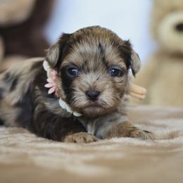 Tilly - Liver female Shihpoo puppy in Nickelsville, Virginia from The Teddybear Shihpoo