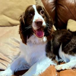 Maggie - English Springer Spaniel