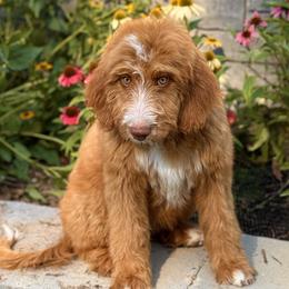 Bernese Mountain Dogs and Poodles from Brian Petersen