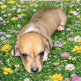 Lisa Marie - Cream female Dachshund puppy in Lexington, Oklahoma from BooneDox Miniature Dachshunds