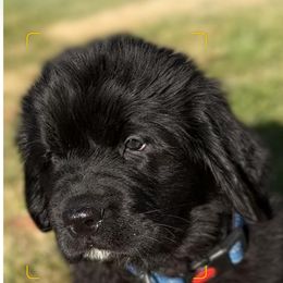 Newfoundland Puppies from Majestic Gentle Giants