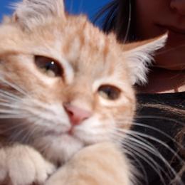Australian Shepherd Puppies from Winsome Aussies