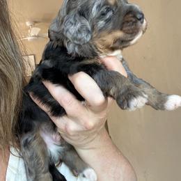 Dan - Blue merle male Bernedoodle puppy in Grants Pass, Oregon from Royal Empire Bernedoodles