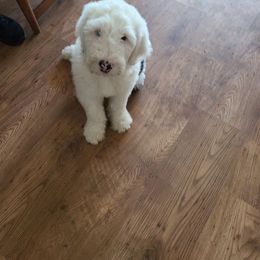 Old English Sheepdog Puppies from Gabriela Moreno's Old English Sheepdogs