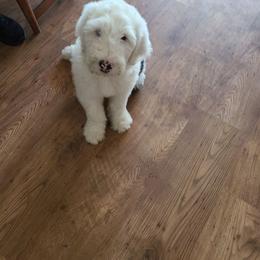 Old English Sheepdog Puppies from Gabriela Moreno's Old English Sheepdogs