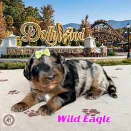 Wild Eagle - Blue merle female Bernedoodle puppy in Banner Elk, North Carolina from Walnut Tree Bernedoodles