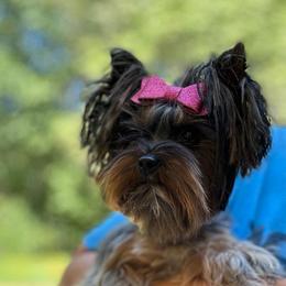 Queen Quinn - Yorkshire Terrier