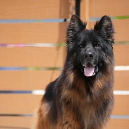 German Shepherd Puppies from Von Gonzalez Kennel