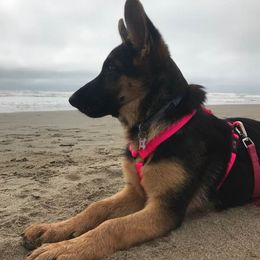 German Shepherds from Vom Ketscher German Shepherd Kennel