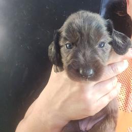Opal - Dapple female Dachshund puppy in Bigfork, Minnesota from Long Ears and Long Dogs Ranch
