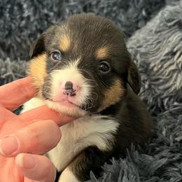 EP 2 - Black and tan male Pembroke Welsh Corgi puppy in Stockton, Iowa from Infinity Corgis