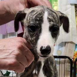 Johnny - Black brindle male Whippet puppy in Ruckersville, Virginia from Lishima Whippets