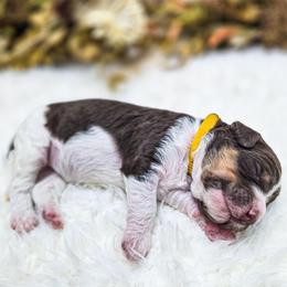 Marigold - Parti female Poodle puppy in Gaylord, Michigan from Dog Mom Co. Poodles