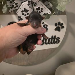 Bree - Black and tan female Yorkshire Terrier puppy in Clermont, Florida from Bella's Prissy Butts
