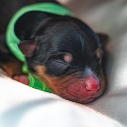Boy 3 - Miniature Australian Shepherd puppy in Dayton, Texas from Salty LeBlanc Aussies