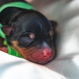 Boy 3 - Miniature Australian Shepherd puppy in Dayton, Texas from Salty LeBlanc Aussies