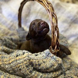 Root - Chocolate male Labrador Retriever puppy in Sweet Home, Oregon from Knotty Creek Labradors