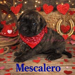 Mescalero - Tiger male Perro de Presa Canario puppy in Horizon, Texas from Mesquite Creek Kennels
