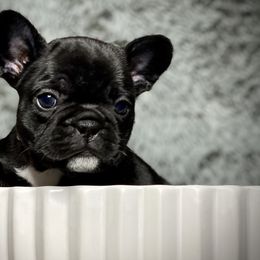 French Bulldog Puppies from Amocat Bullies