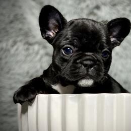 French Bulldog Puppies from Amocat Bullies