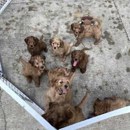 Goldendoodle Puppies from Coal Country Doodles
