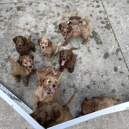 Goldendoodle Puppies from Coal Country Doodles