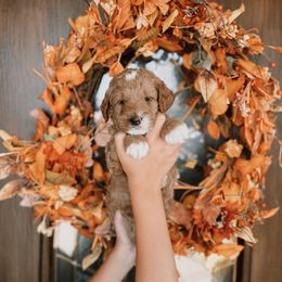 Blue Boy - Red  male Goldendoodle puppy in Beecher, Illinois from Cherry Lane Doodles