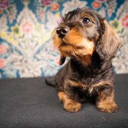 Dachshund Puppies from Shining A Lowriders & Co.