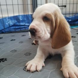 Basset Hounds from Booth's Beach Bassets
