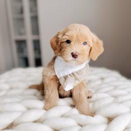 Partridge - 12 Days of Christmas - Apricot male Goldendoodle puppy in Syracuse, Indiana from The Doodle Cove