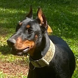 Kato - Doberman Pinscher