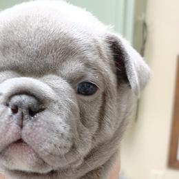 King George - French Bulldog puppy in Stevensville, Montana from Stevi Frenchies