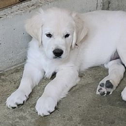 Golden Retriever Puppies from English Creamery Golden Retrievers