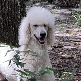 Beagles, Bernedoodles, and Goldendoodles from Deep Creek Beagles and Doodles