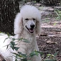 Beagles, Bernedoodles, and Goldendoodles from Deep Creek Beagles and Doodles