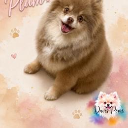 Plum - Pomeranian