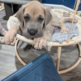 Primrose - Fawn female Great Dane puppy in Milford, Pennsylvania from R&R Breeding and Pet Care