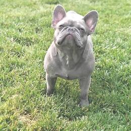 French Bulldog All Grown Up from Superior Frenchies