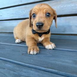 Rage - Red male Dachshund puppy in South Willard, Utah from Doxies in the Sun