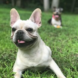 French Bulldogs from Pardon Our Official Frenchies