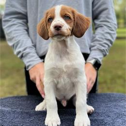 Gray Boy - Orange and white male Brittany puppy in Milner, Georgia from Hi-Hope Kennel