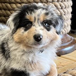Miniature Australian Shepherds from Chiron Mini Aussies