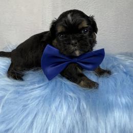 King Magnus - Black and tan male Shih Tzu puppy in Columbia, Kentucky from Lisa Bandy Luxe Shih Tzu