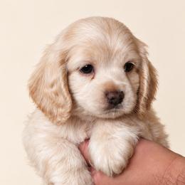 Trusty - Cream male Cockapoo puppy in Surprise, Arizona from Puppy Garden