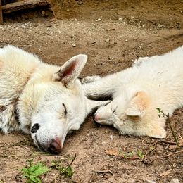 German Shepherd puppies from PatriotPups.org